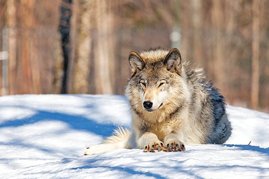 Study shows gray wolf tolerance of humans, road densities may be higher than once thought – Outdoor News