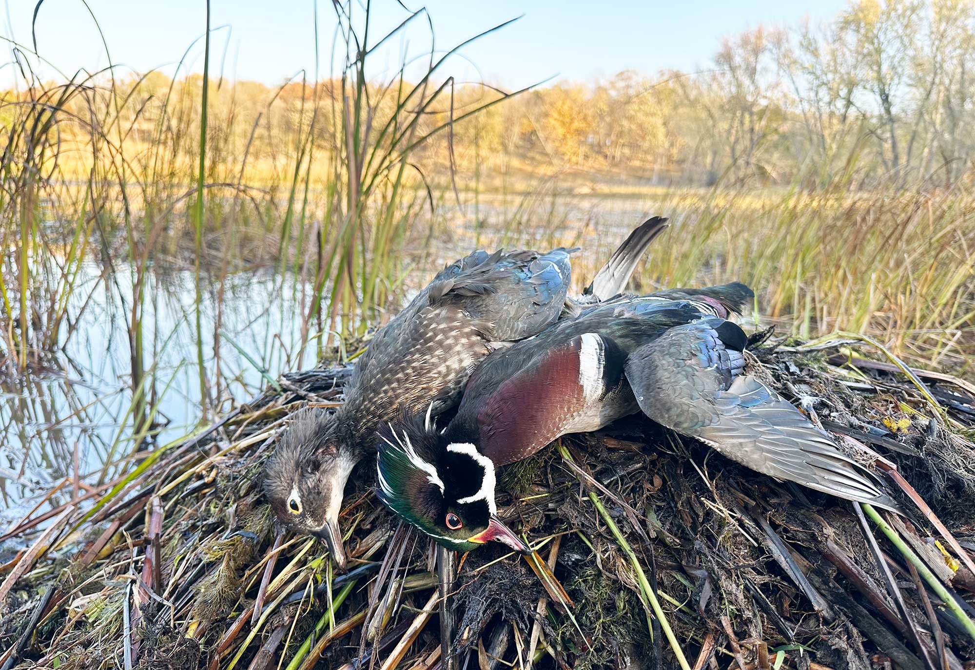 wood ducks