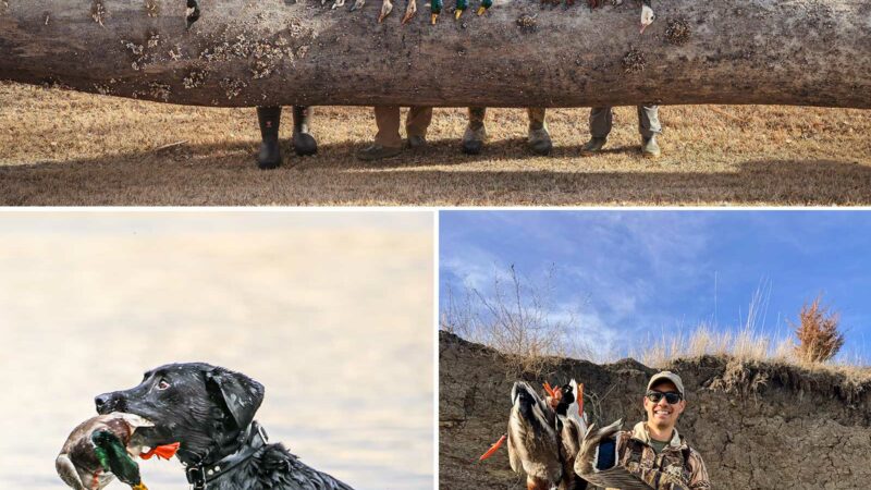 The Best Motion Duck Decoys, Field Tested and Reviewed 