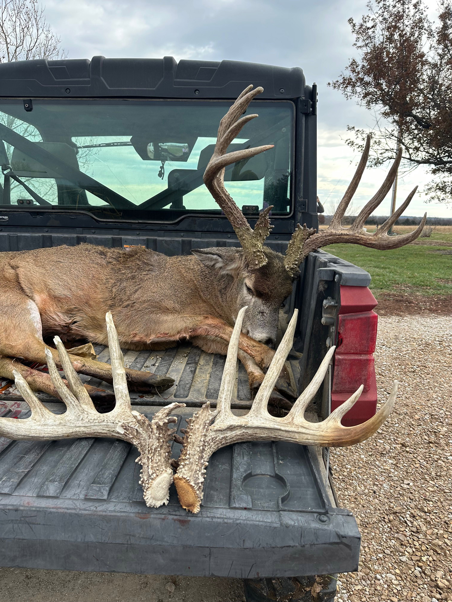 A giant KS buck on the back of a ranger with a pair of sheds.