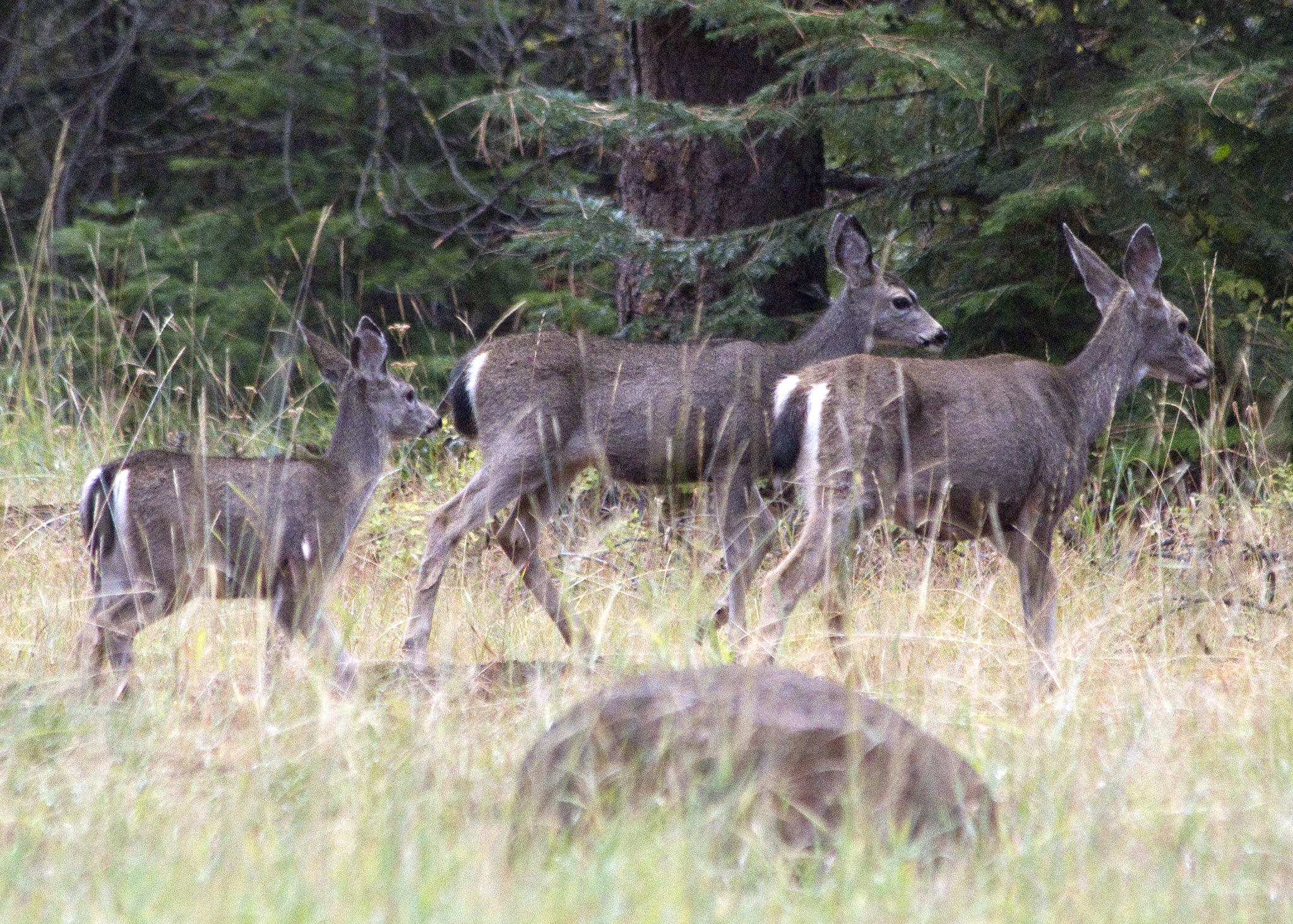 A group of black-tailed deer