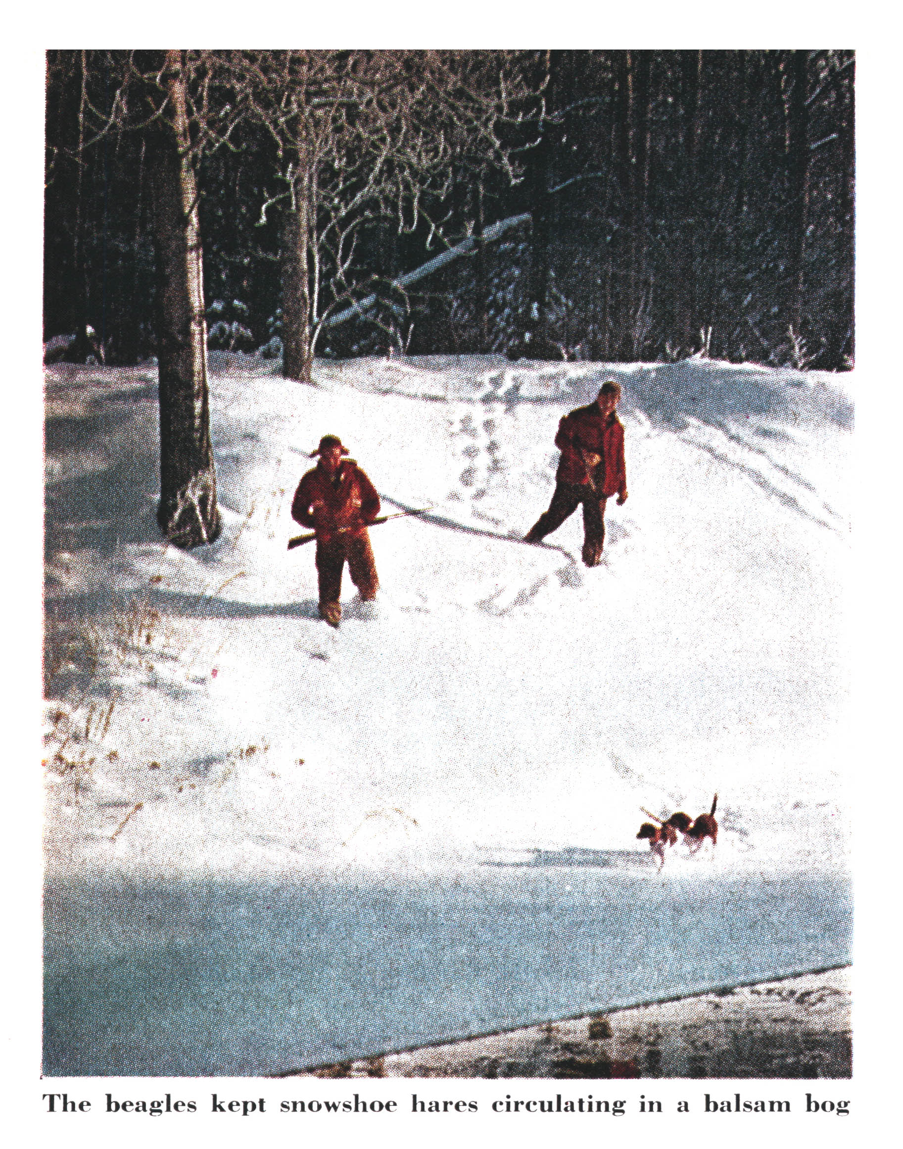 Two snowshoe hare hunters walk in snow.