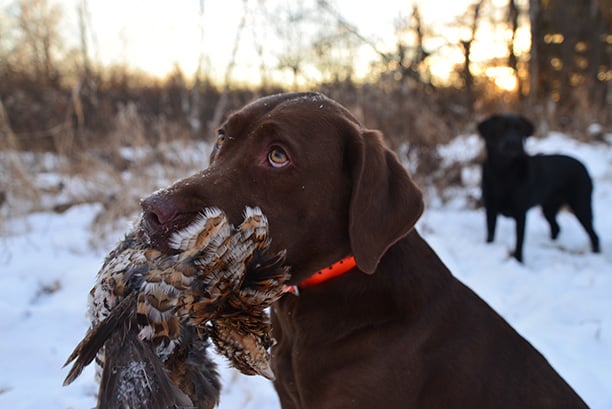 There’s beauty in December flushes of ruffed grouse – Outdoor News