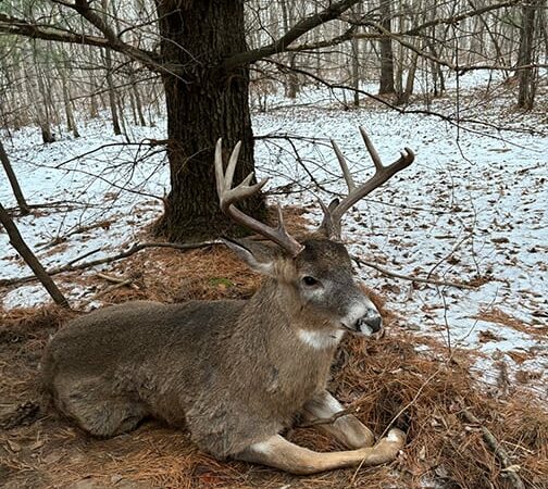 Tim Spielman: In the dark, windy woods, the death of a buck is a tough experience to witness – Outdoor News