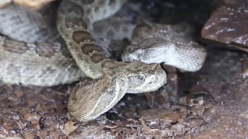 Today I Learned: Rattlesnakes Drink Water off Each Other’s Heads