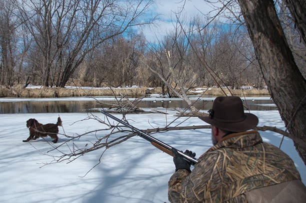 Tolling for waterfowl: Is your dog up for this unique tactic? – Outdoor News