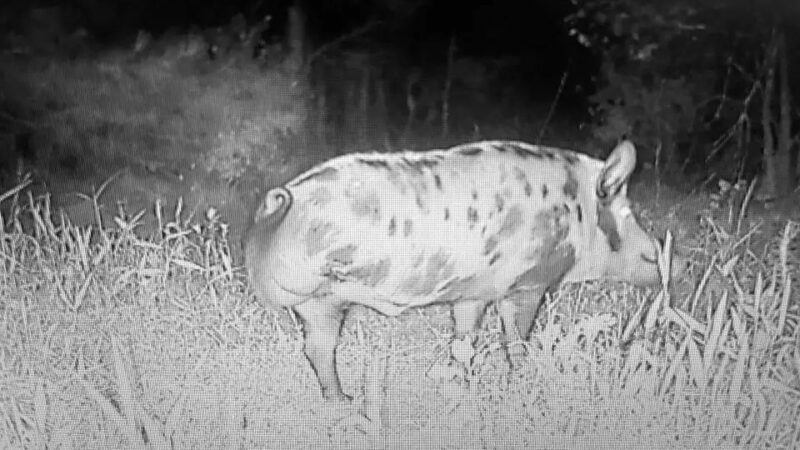 Trail-Cam Owner Weirdly Attracts Three-Legged Animals