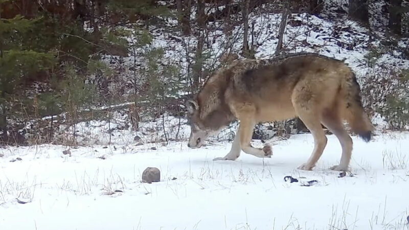 Trail Cam Tracks Lone Wolf That’s Been Hobbling on 3 Legs for Years