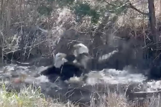 Two Bald Eagles Go Head to Head in a Battle of Beaks and Talons