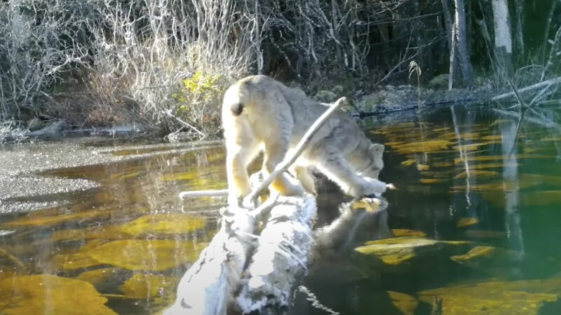 Two Elusive Animals Cross the Same Log Just Hours Apart (Video)