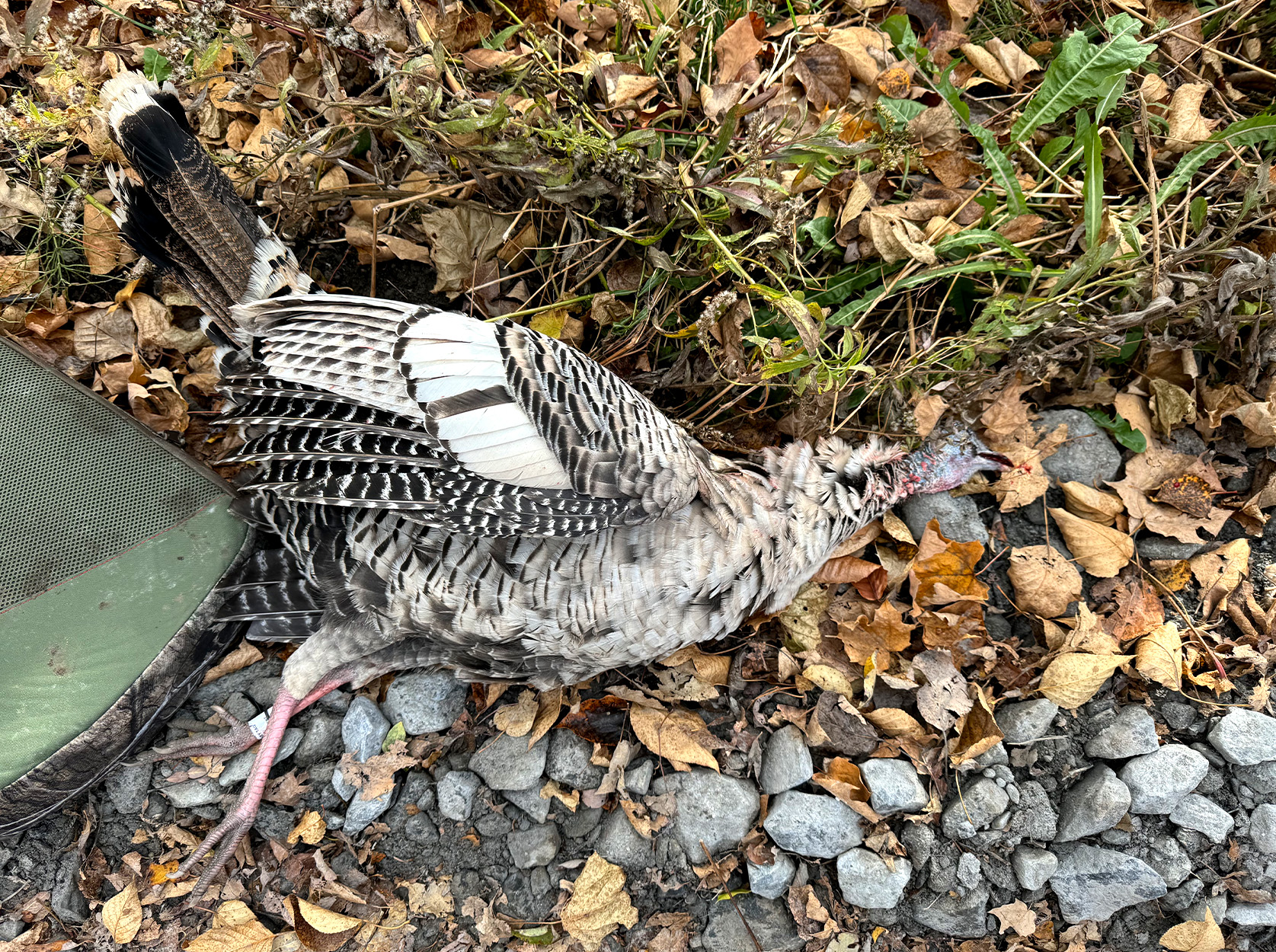 A rare smoke-phase hen taken in Vermont.