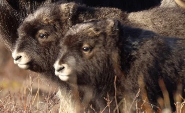 Video Offers ‘Further Proof’ That Musk Ox Babies Are the Cutest