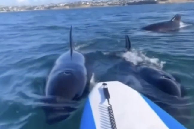 Viral Video: Paddleboarder Panics as Orcas Surround Her