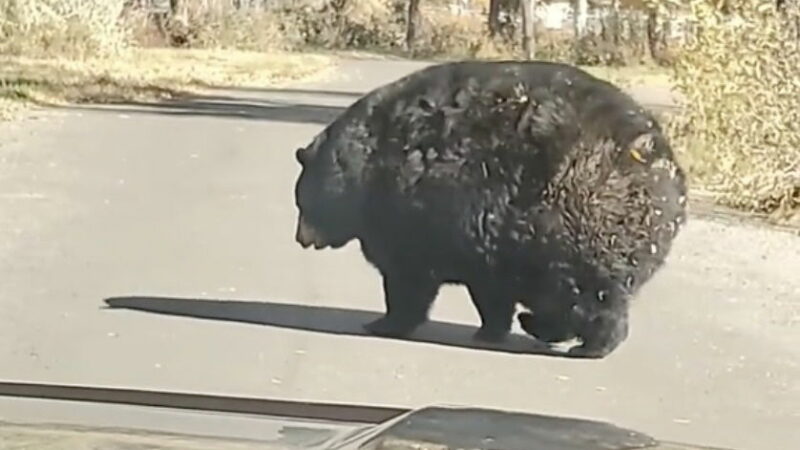 Viral Video: The Most Massive Bear Crosses the Road in Idaho