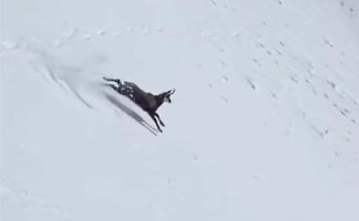 WATCH: Goats Sprint Down a Snowy Mountain Like It’s Nothing