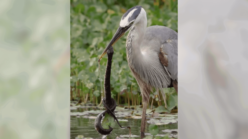 WATCH: Heron Catches and Eats Snake That Ties Itself Into a Knot