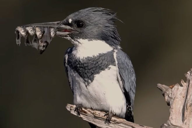 WATCH: Kingfisher Catches Way More Fish Than It Bargained for