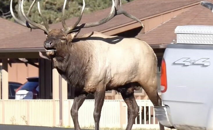 WATCH: Massive Bull Elk Crosses the Road in Colorado