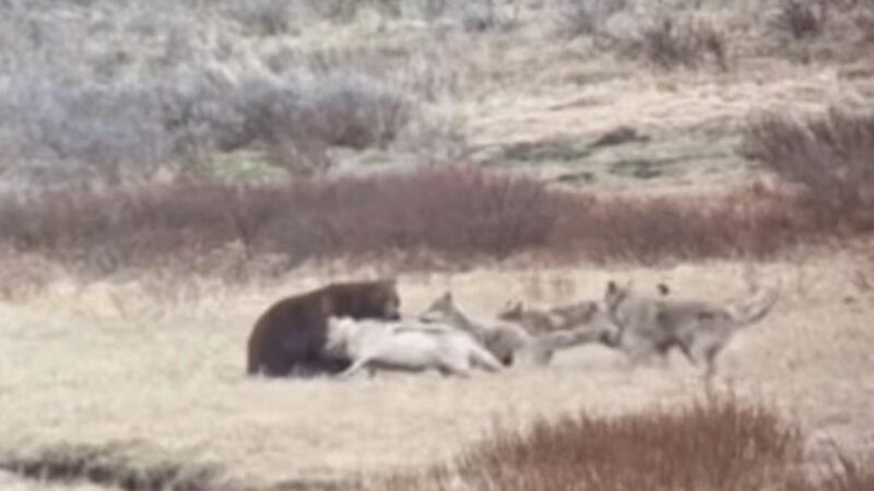 WATCH: Oops, Grizzly Bear Finds Itself Surrounded by Wolves