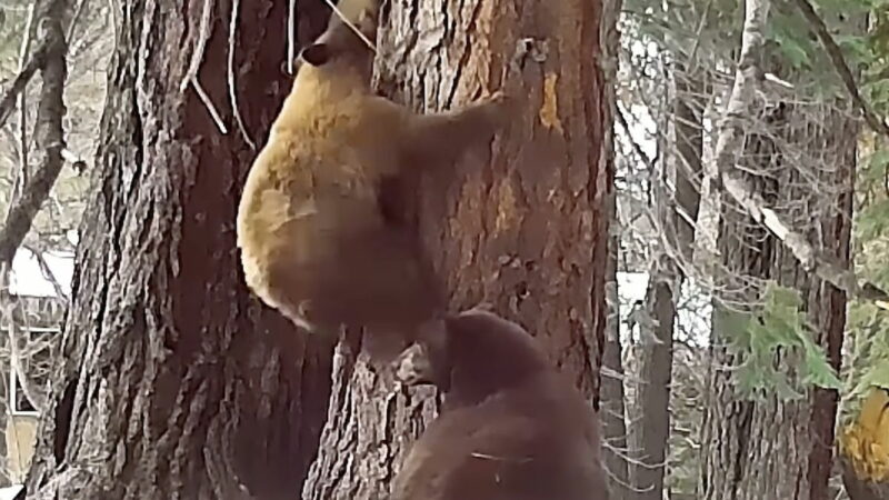 WATCH: This Animal Sends Three Bears up a Tree Real Fast