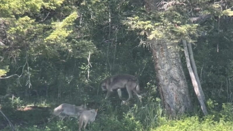 WATCH: Two Coyotes Come up Against a Wolf in Yellowstone