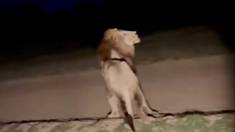 WATCH: What Scares Lions? Apparently, Lightning.