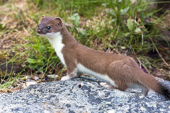 Weasels provide a good opportunity to get started in trapping – Outdoor News