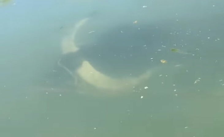 What Is That Massive Thing Swimming Underwater? I’m Shook.