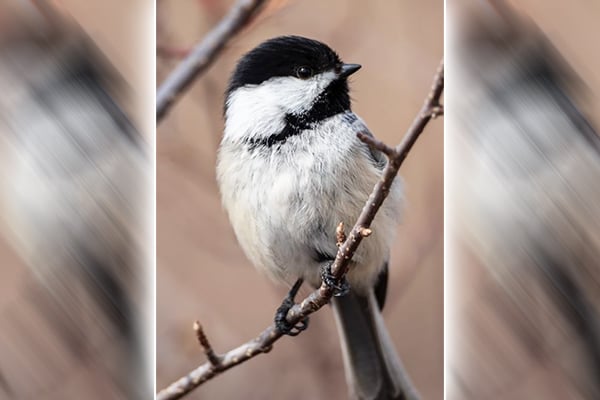 When bowhunting fails, simply watch black-capped chickadees – Outdoor News