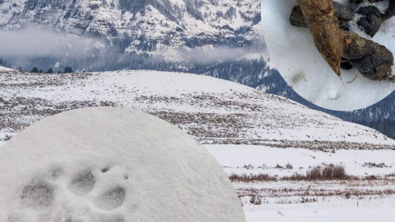 ‘Who Pooped in the Park?’ Can You ID the Poo From Yellowstone?