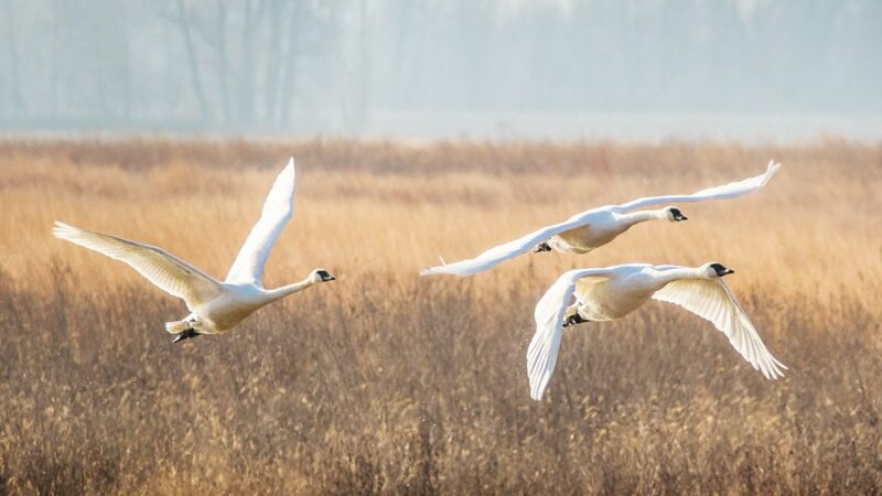 WI Daily Update: Take part in the 125th annual Christmas Bird Count – Outdoor News