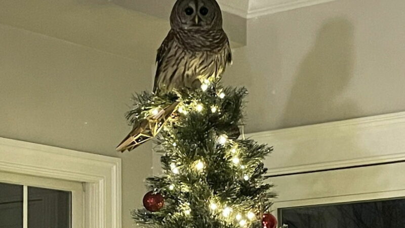 Wild Owl Perches Atop Family’s Christmas Tree for an Hour