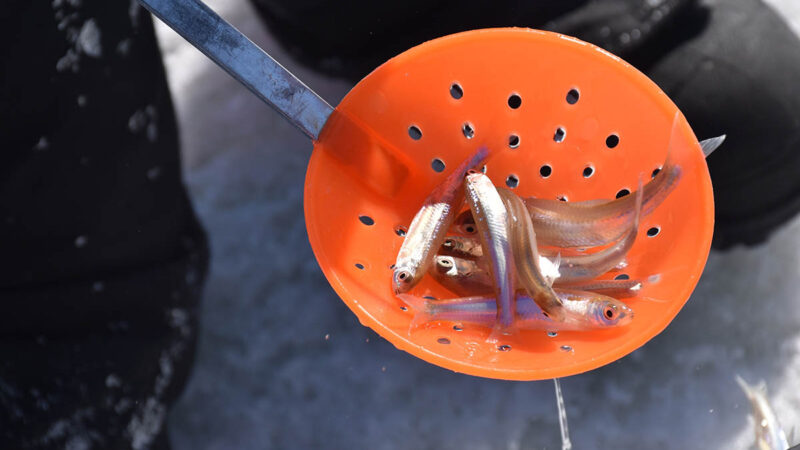 Will new aquaculture plan fix minnow shortage issues in Minnesota? Public asked to comment – Outdoor News