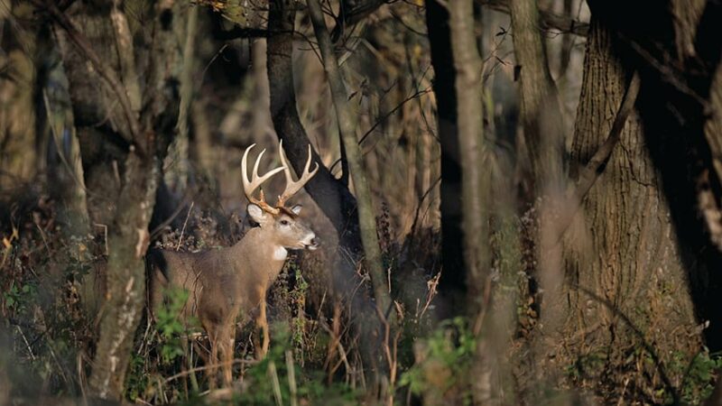 Wisconsin forester spearheads movement to stop landowners from using high fences, creating “gray area” game farms – Outdoor News