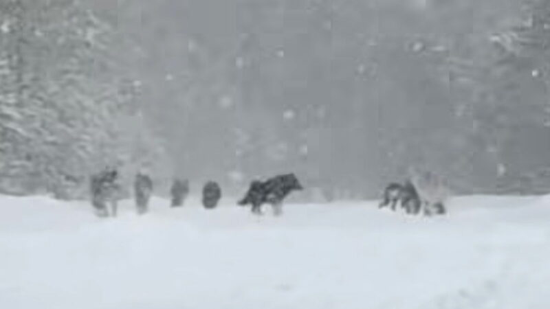 Yellowstone Tourists Come Across Howling Wolf Pack in the Snow