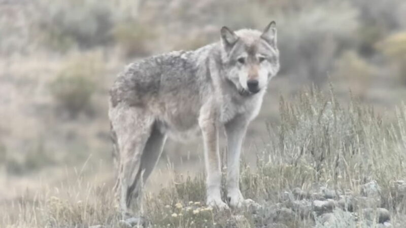 Yellowstone’s Oldest Wolf, the ‘Queen of the Wolves,’ Has Died