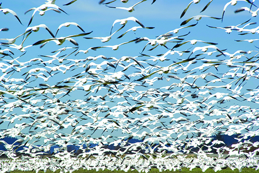 200 dead snow geese signals return of avian influenza in Pennsylvania – Outdoor News