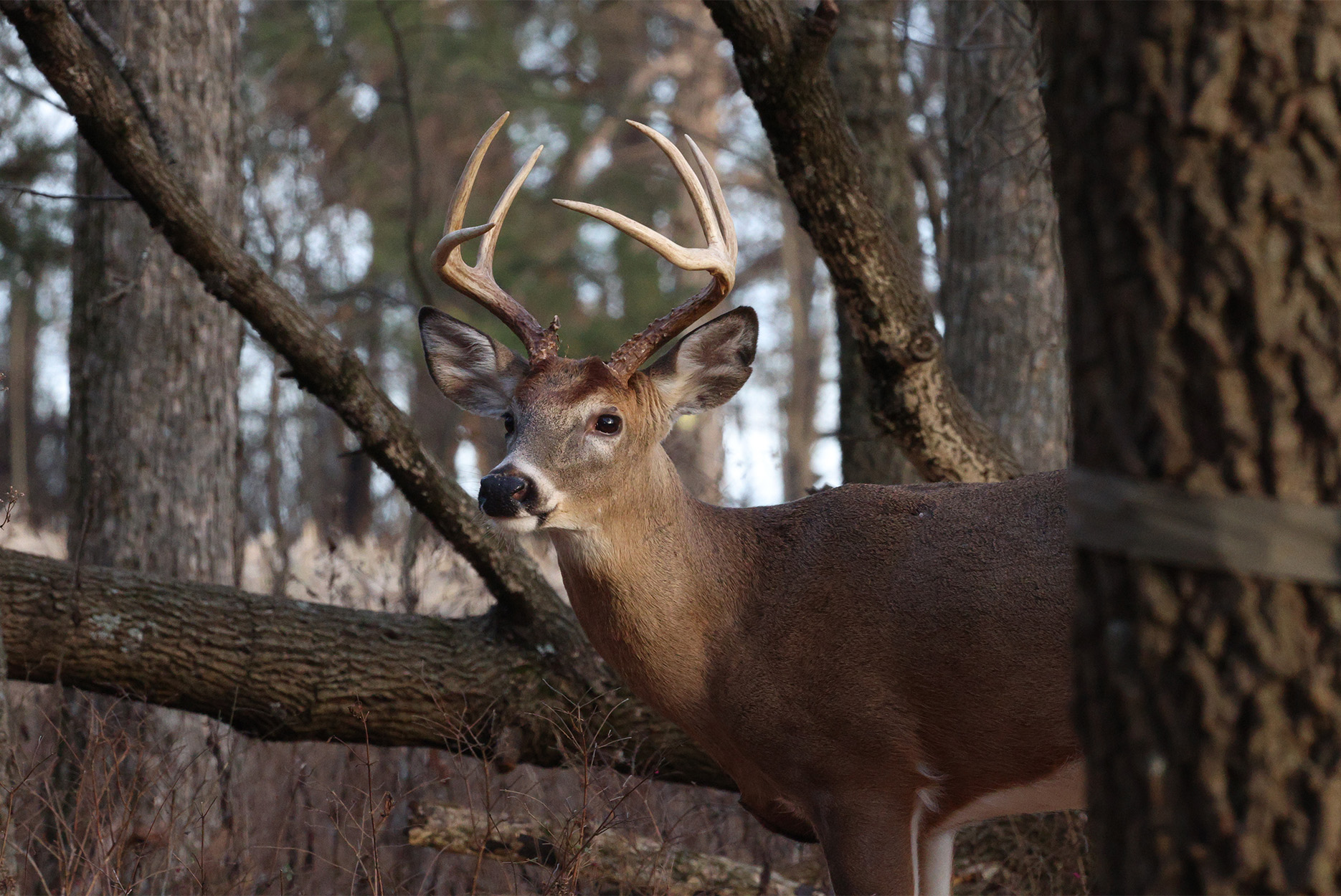 A buck stands in a hardwood forest.