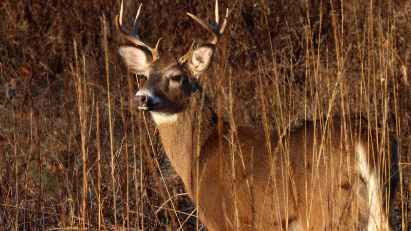 6 Buck Harvest Trends That Deer Hunters Should Know