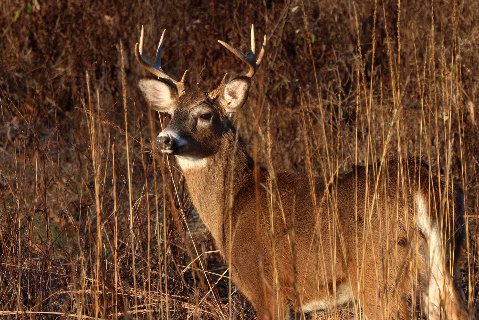 A whitetail buck stands in tall grass.