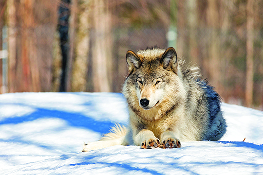 $65,000 offered for tip on wolf poaching incident in Colorado – Outdoor News