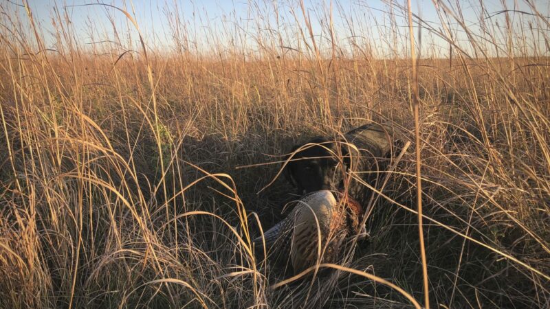 A Manhattan Legislator Aims to End New York’s Pheasant Stocking Program. Here’s Why All Bird Hunters Should Be Concerned