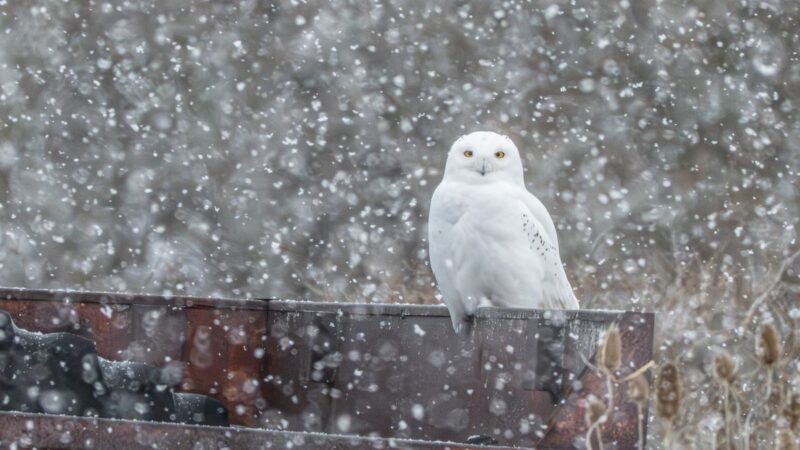 A ‘Very Large, Rare Winter Visitor’ Gives New Yorkers a Thrill