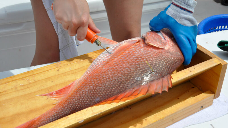 Anglers and Lawmakers Blast Fed’s Proposed Fishery Closure On Florida’s Atlantic Coast