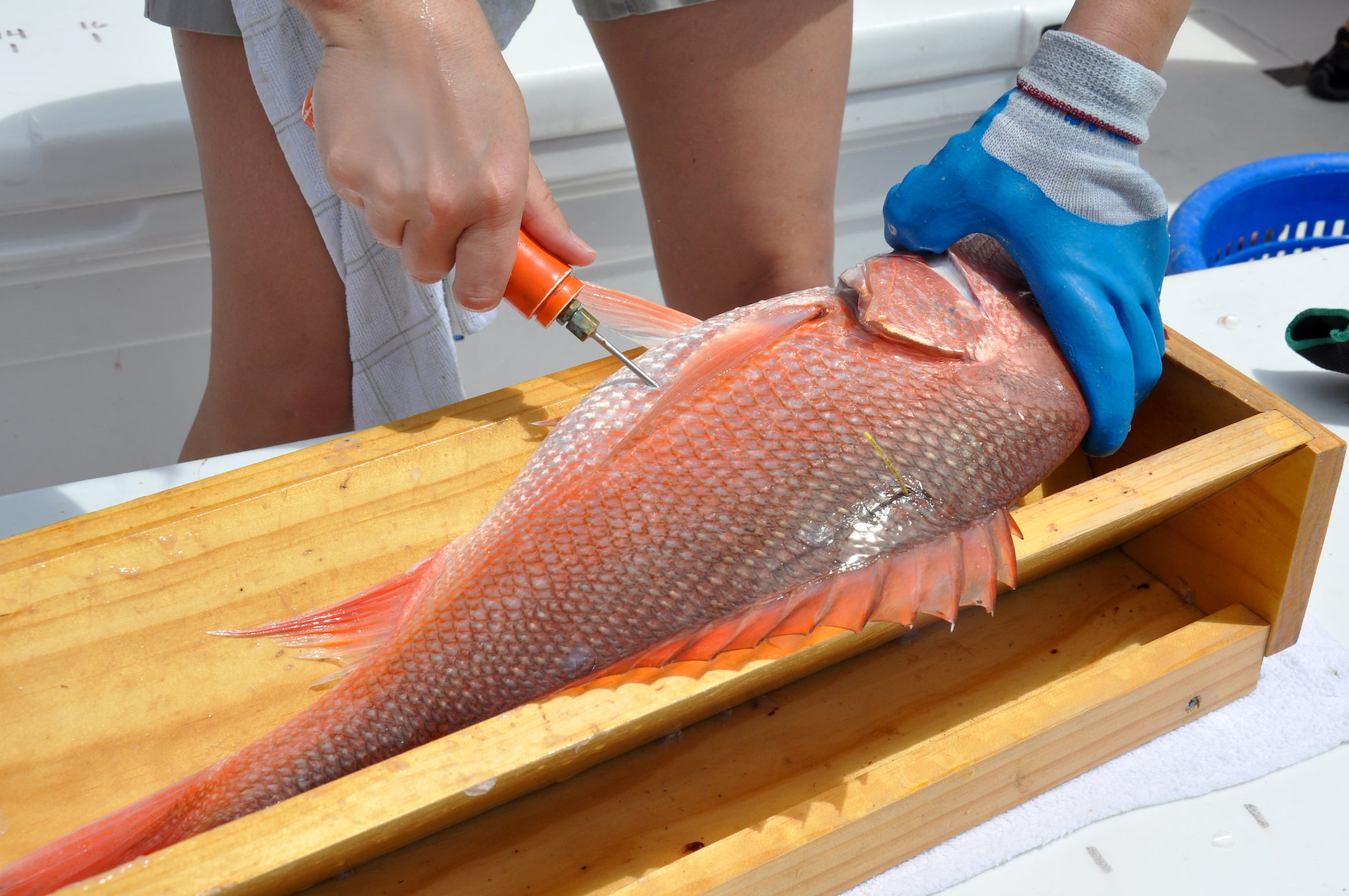 An angler vents a red snapper before release.