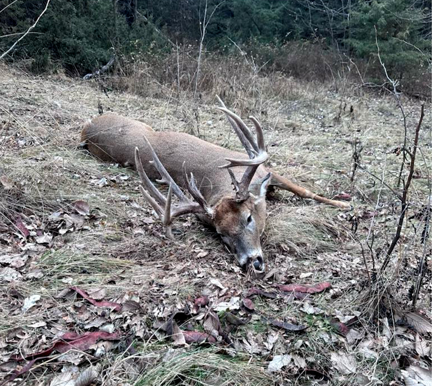 A 19-point Kansas buck lies dead.