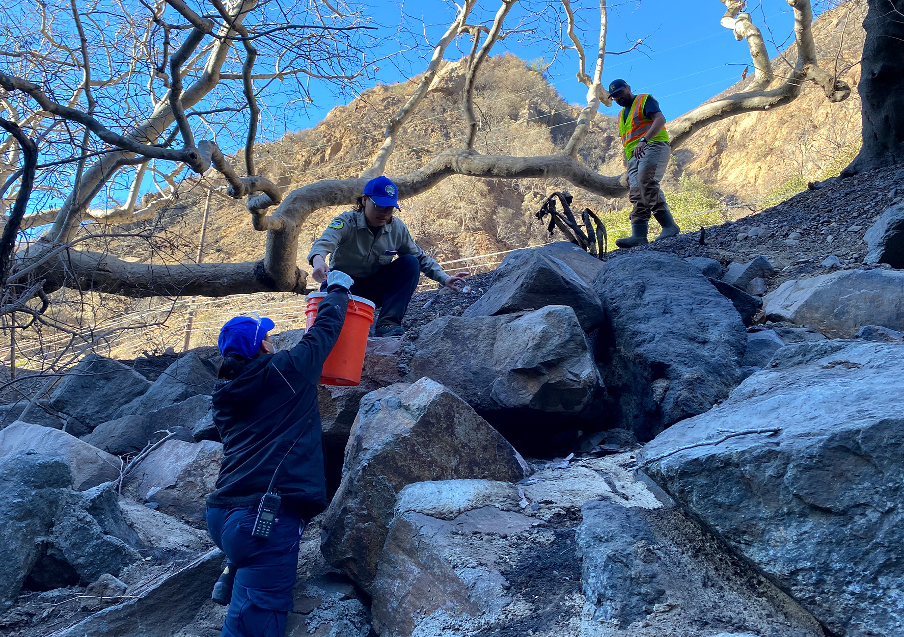 A crew of fish rescuers moves fish uphill in a bucket.