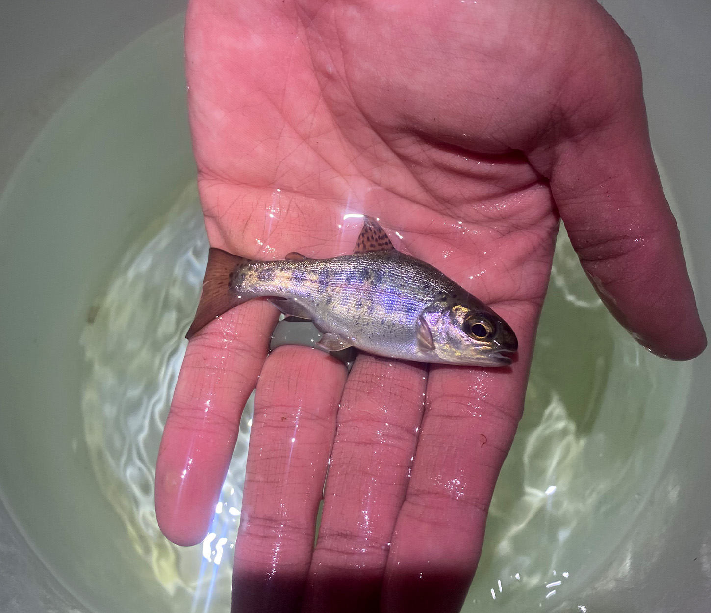 A juvenile steelhead trout held over a bucket.