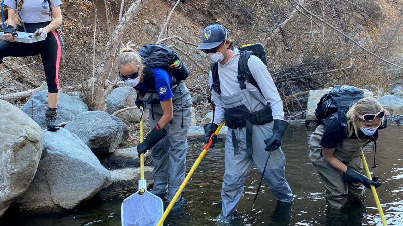 As L.A. Wildfires Burn, Fish Rescuers Use Buckets, Backpacks to Save 271 of the Last Remaining Steelhead in SoCal Creek