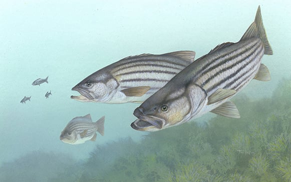 ASMFC looking ahead following December striped bass meeting – Outdoor News